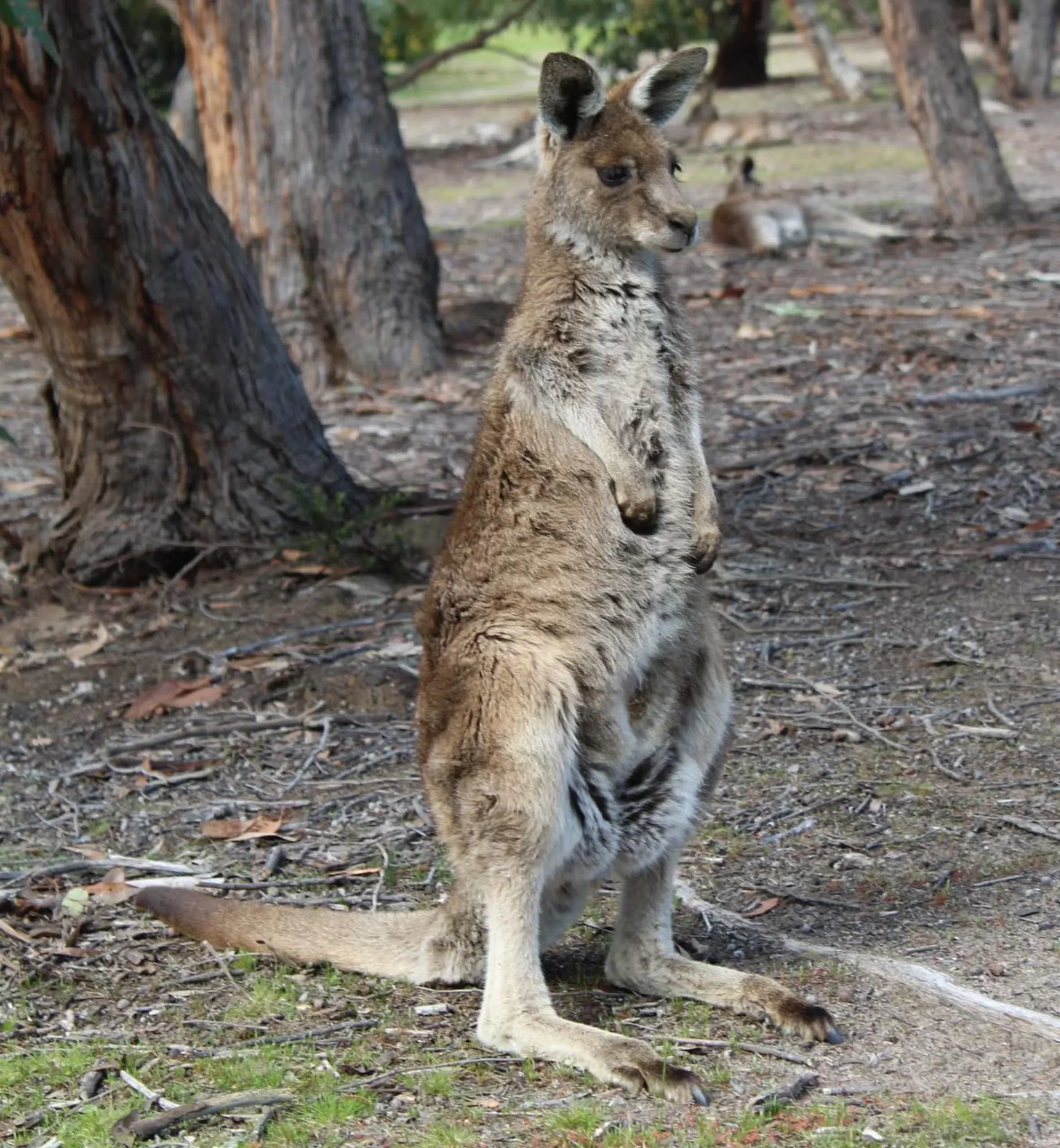 Kangaroos
