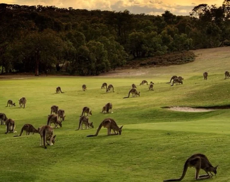 Kangaroos on the Great Ocean Road