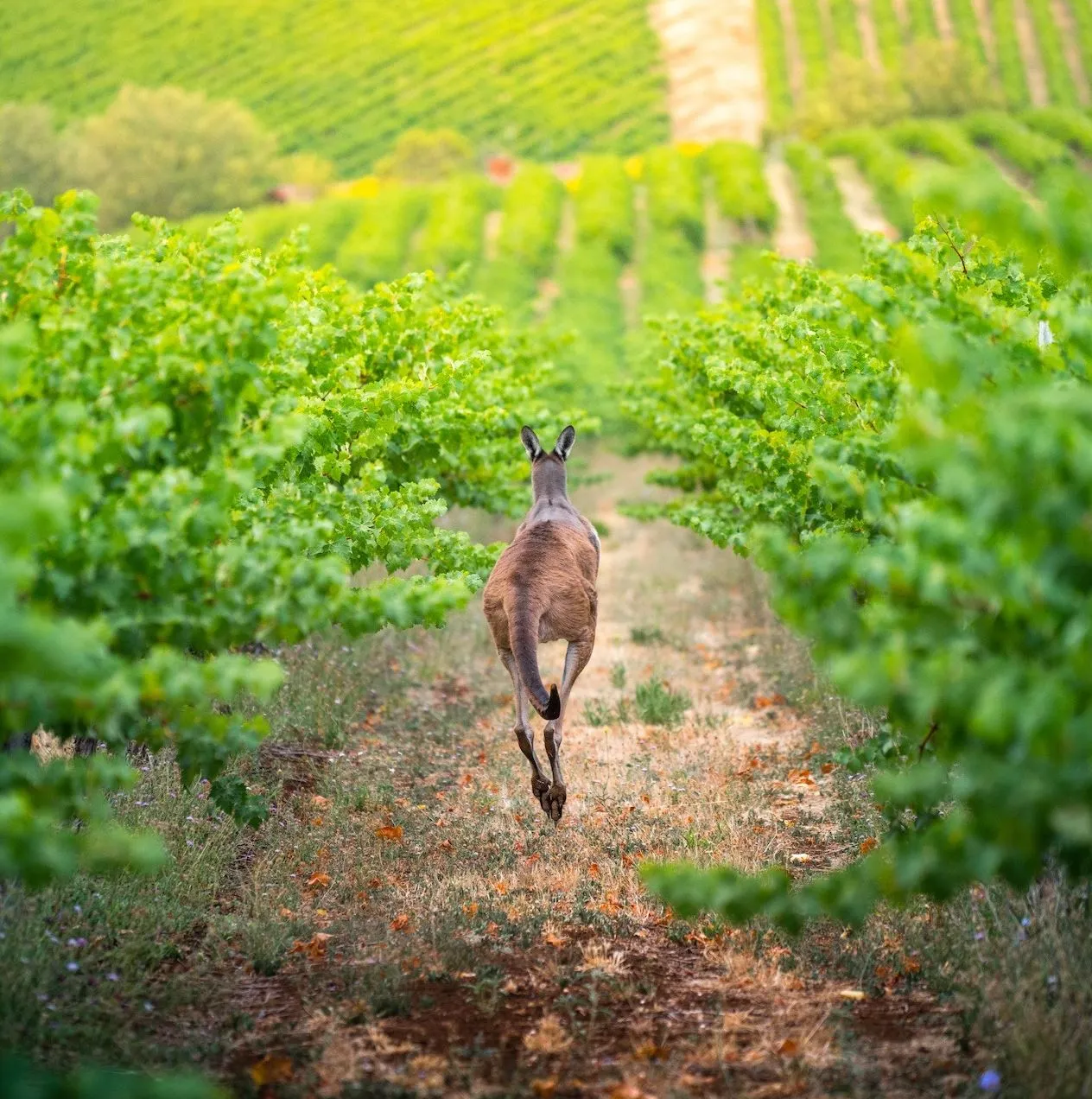 A Sip of History How Shiraz Stole the Show