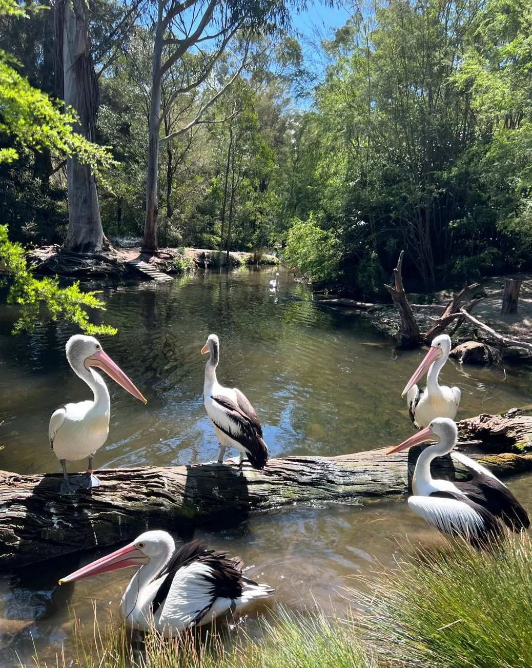 Best Routes from Dandenong to the Yarra Valley