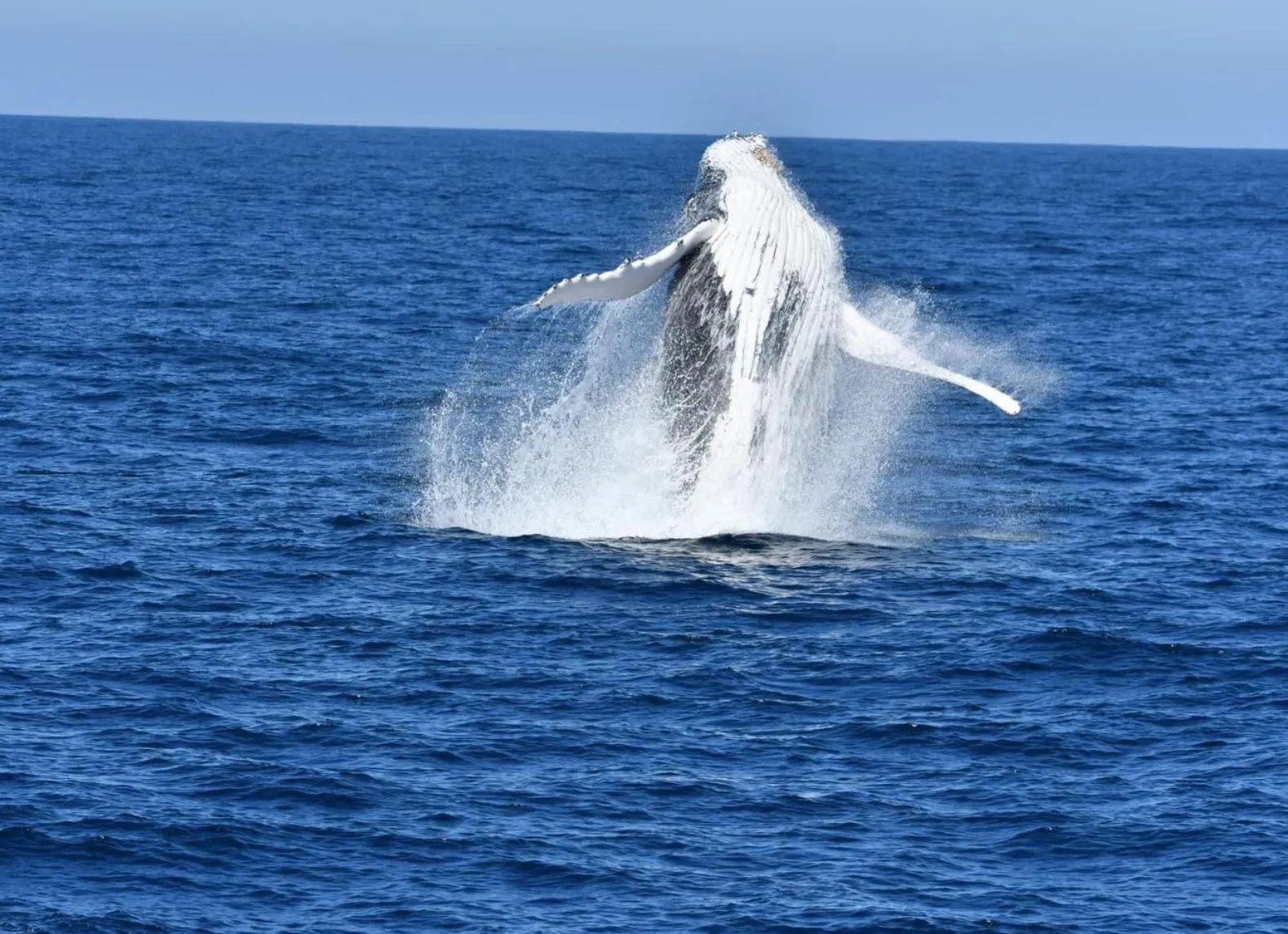 Dolphin Cruises and Whale Watching